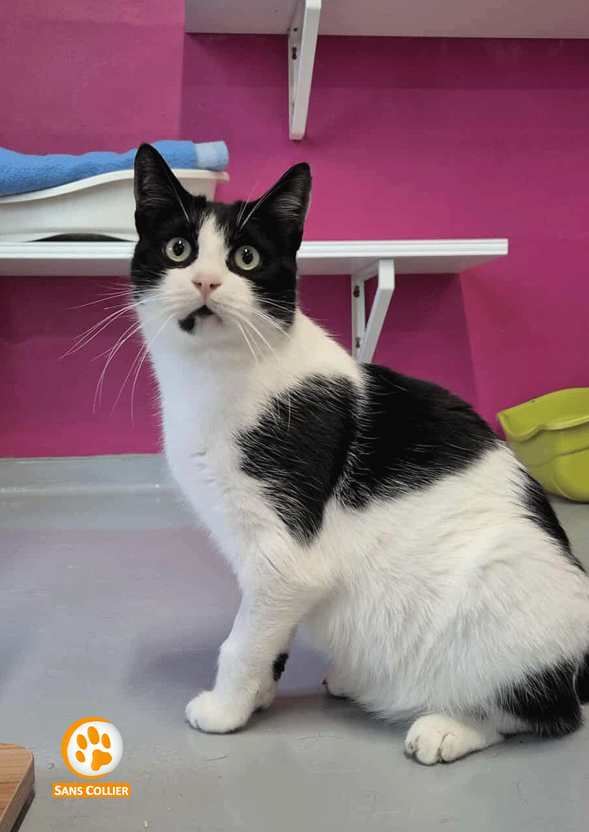 Opium 2, chat à l'adoption chez Sans Collier