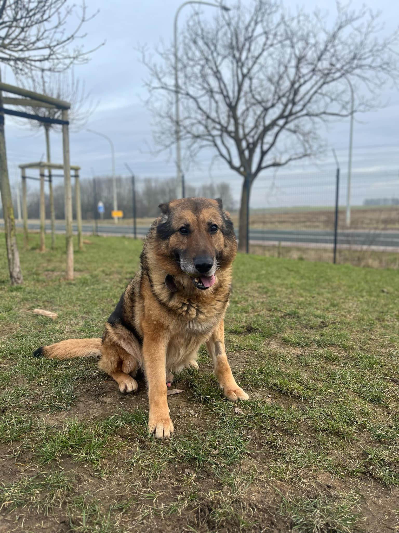 Pacha, chien à l'adoption chez Sans Collier