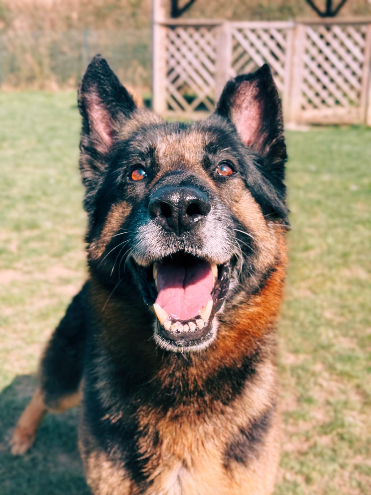 Whisper, chien à l'adoption chez Sans Collier