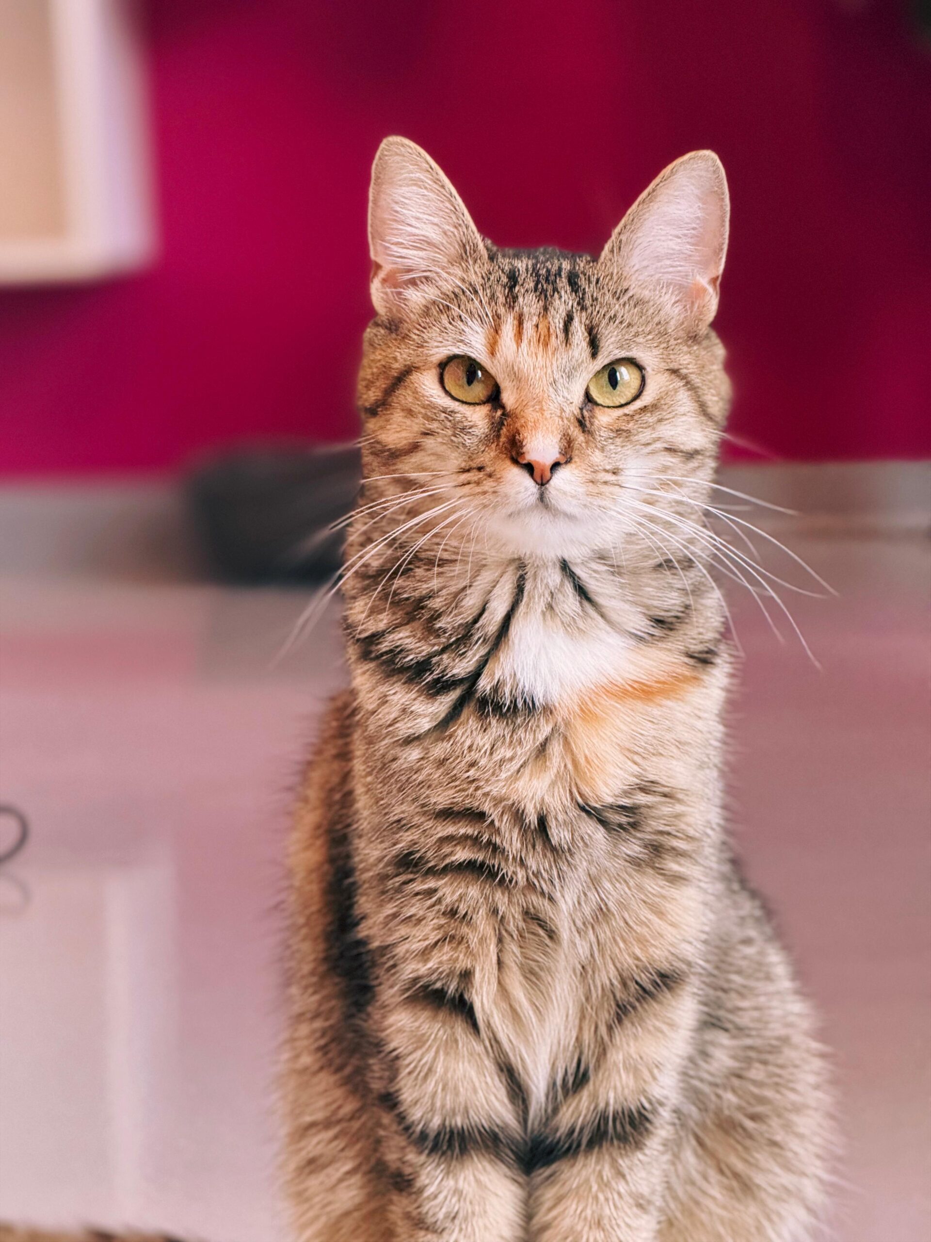 Rosalia, chat à l'adoption chez Sans Collier