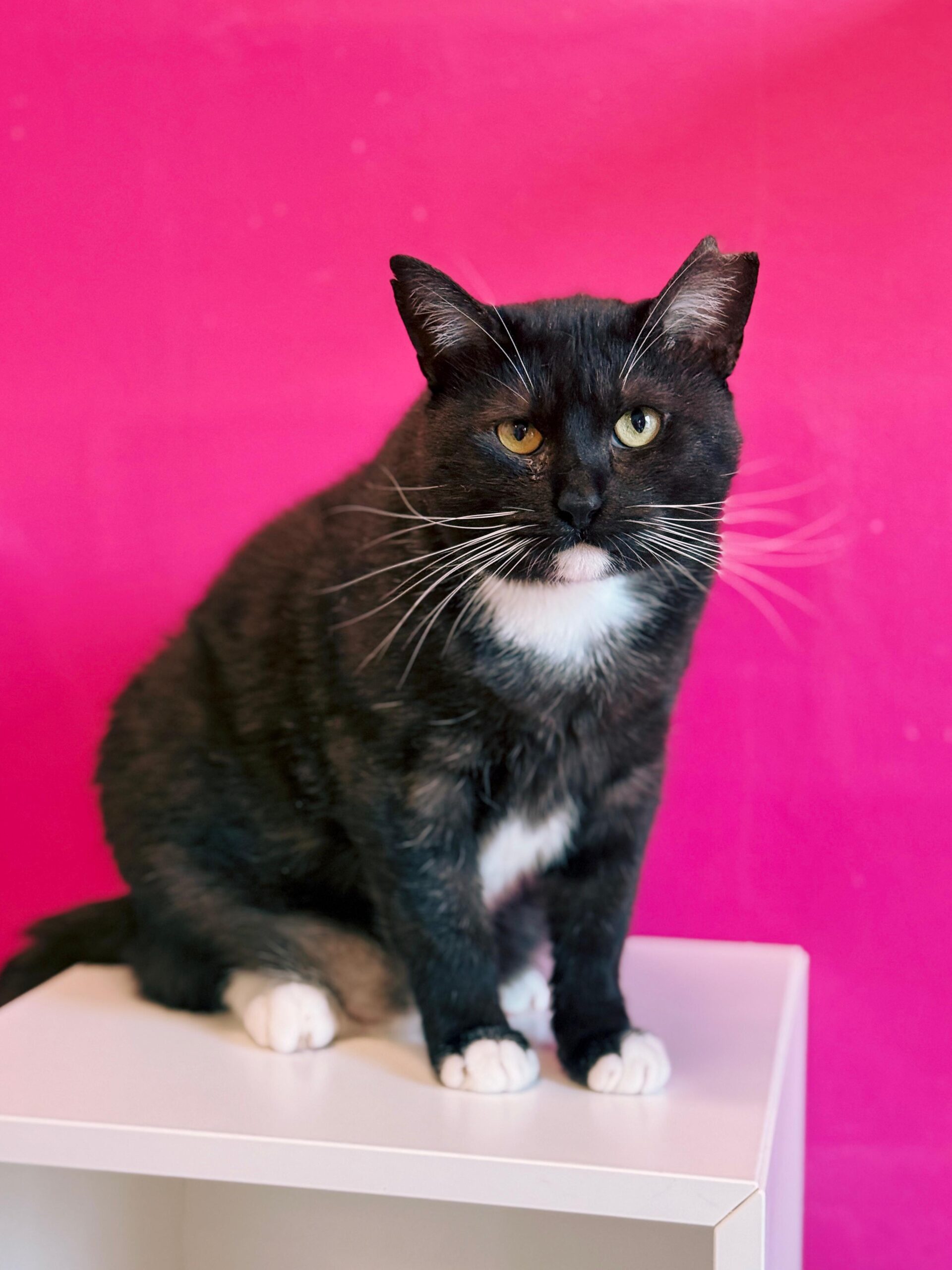 Warrior, chat à l'adoption chez Sans Collier