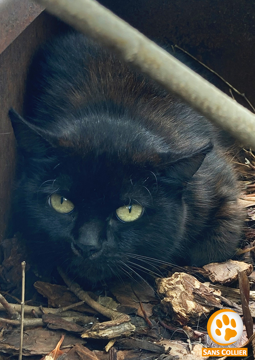 Poussin, chat à l'adoption chez Sans Collier