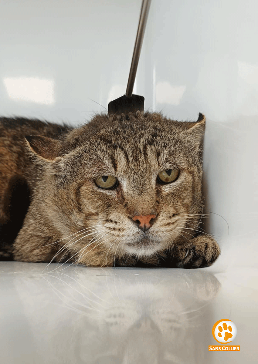 Raoul, chat à l'adoption chez Sans Collier