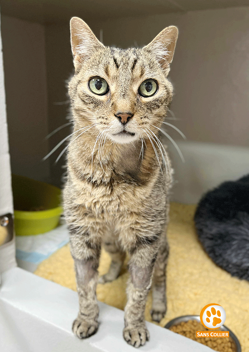 Romeo, chat à l'adoption chez Sans Collier