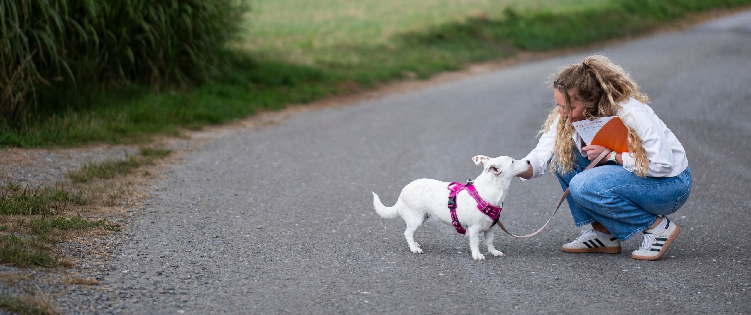 Les adoption Sans Collier