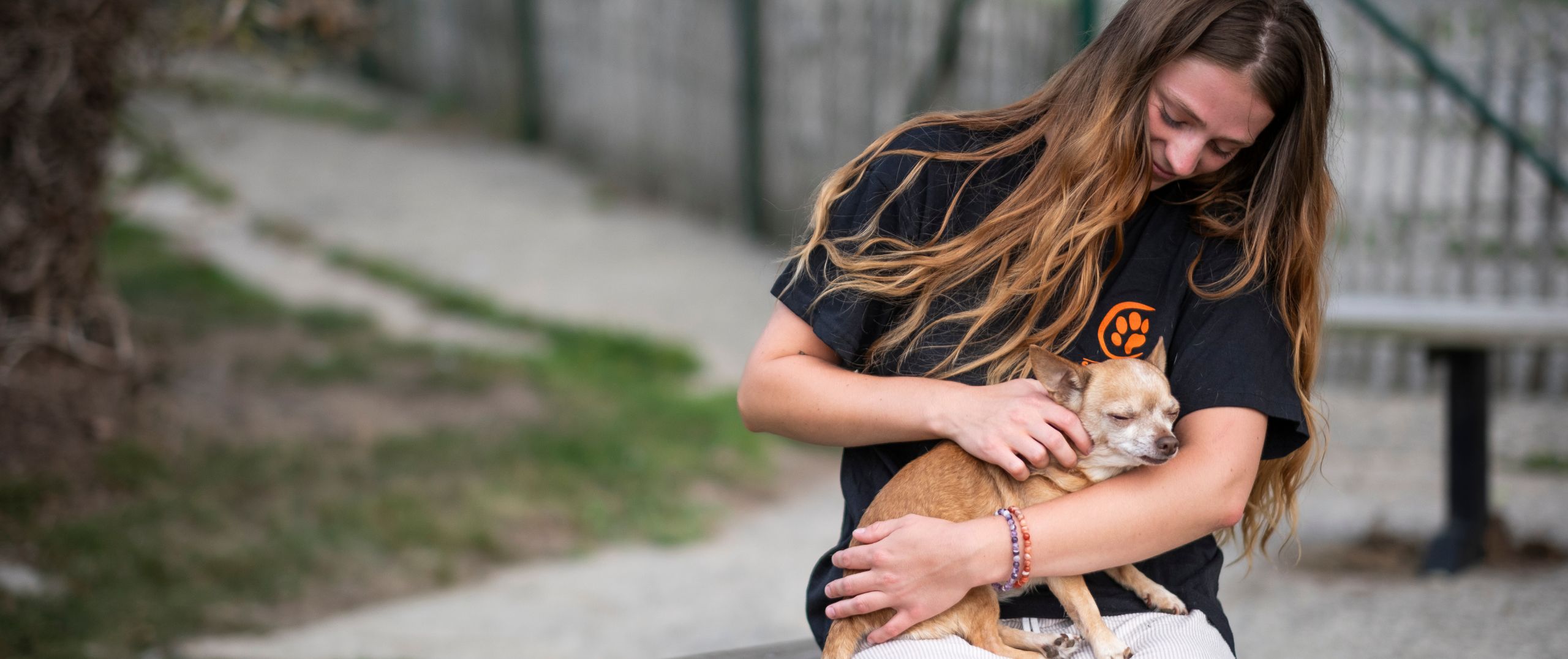 Les chiens à adopter