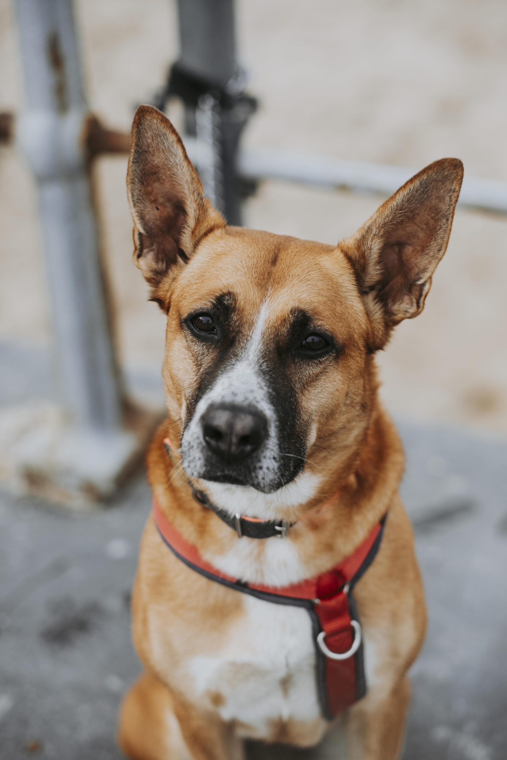 Tina, chien à l'adoption chez Sans Collier