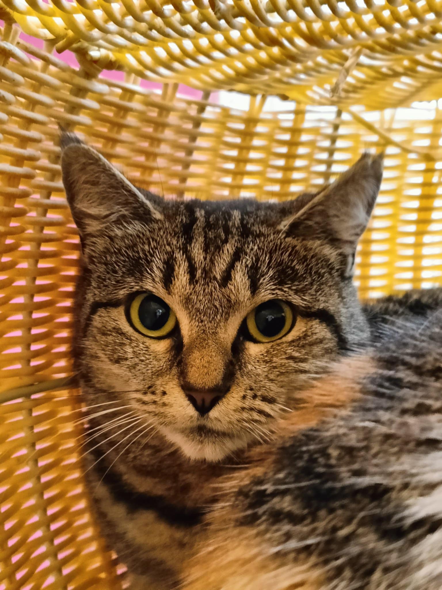 Sandy, chat à l'adoption chez Sans Collier