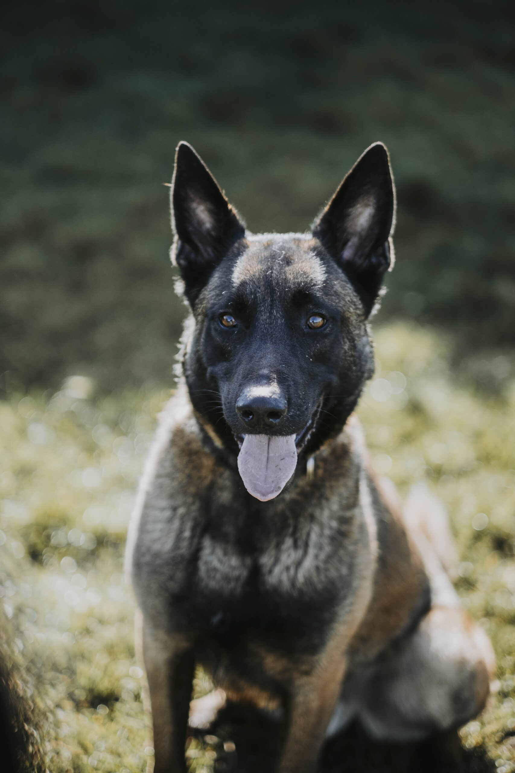 Shaïko, chien à l'adoption chez Sans Collier