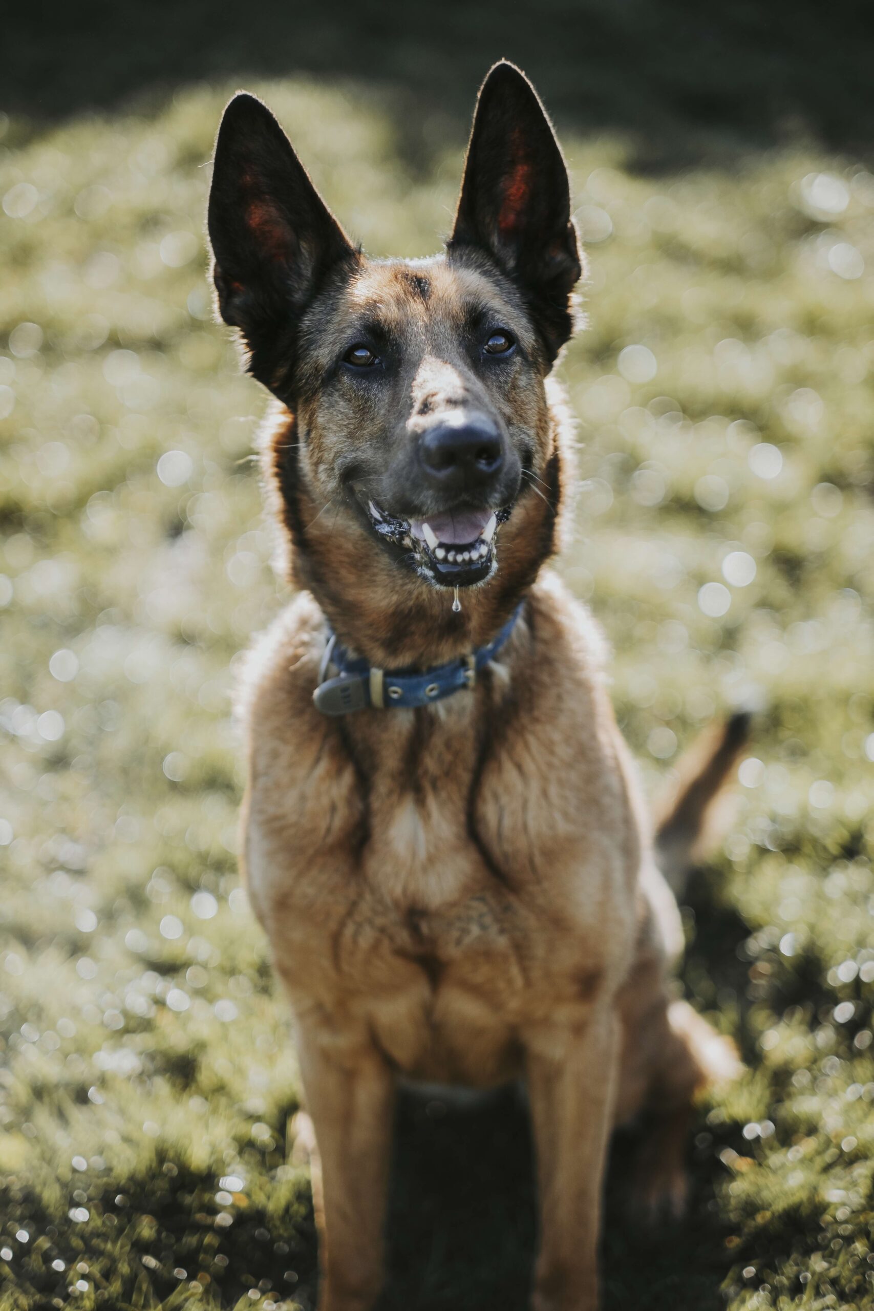 Lady, chien à l'adoption chez Sans Collier