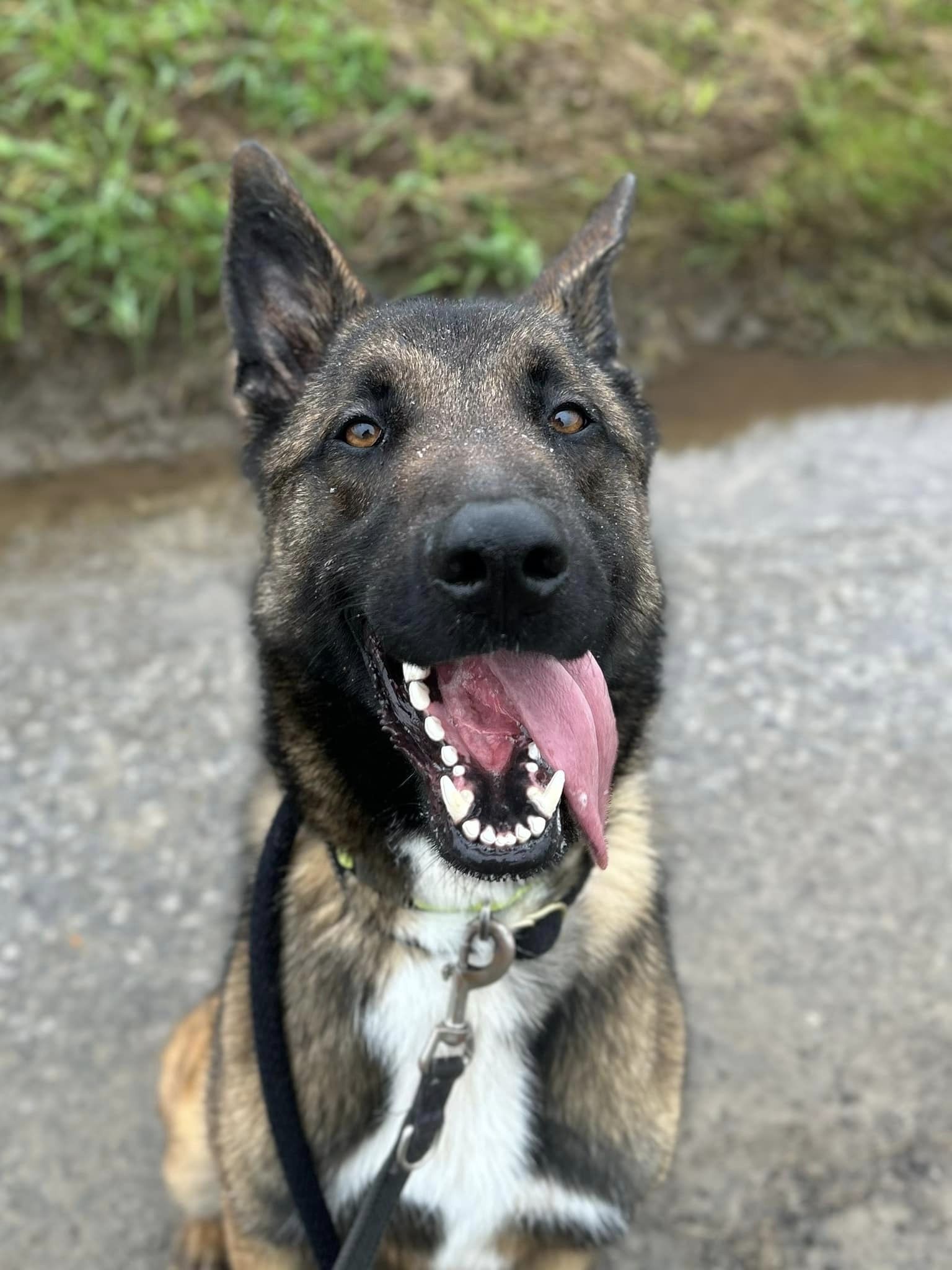 Scooby, chien à l'adoption chez Sans Collier