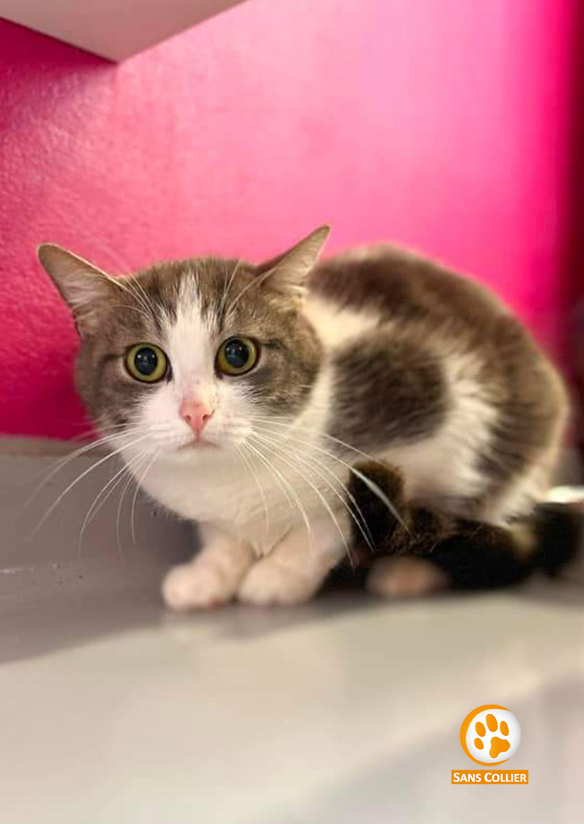 Sissi, chat à l'adoption chez Sans Collier