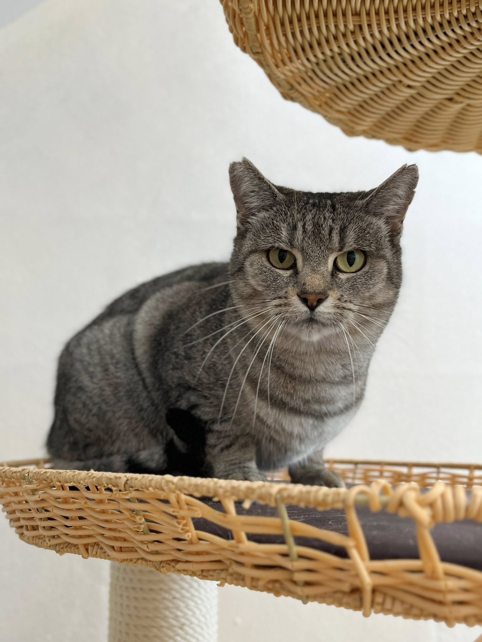 Tabata, chat à l'adoption chez Sans Collier