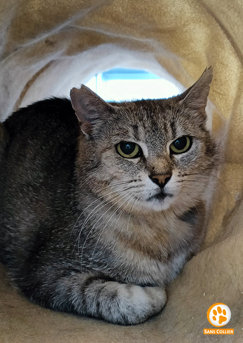 Tabata, chat à l'adoption chez Sans Collier
