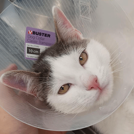 Thor, chat à l'adoption chez Sans Collier