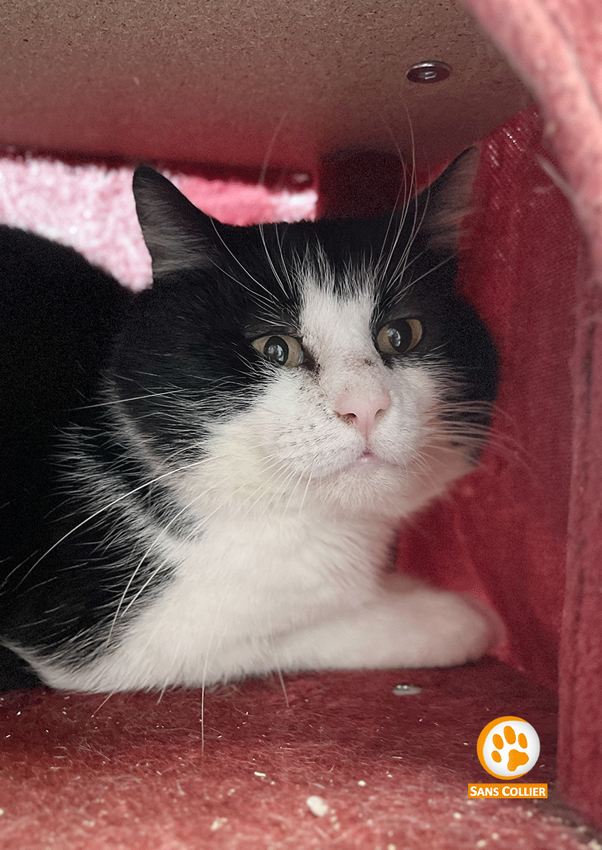 Toner, chat à l'adoption chez Sans Collier