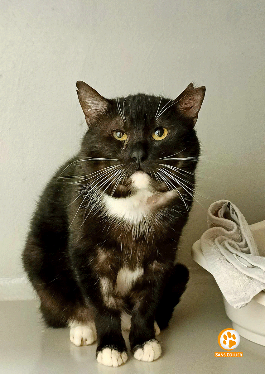 Warrior, chat à l'adoption chez Sans Collier