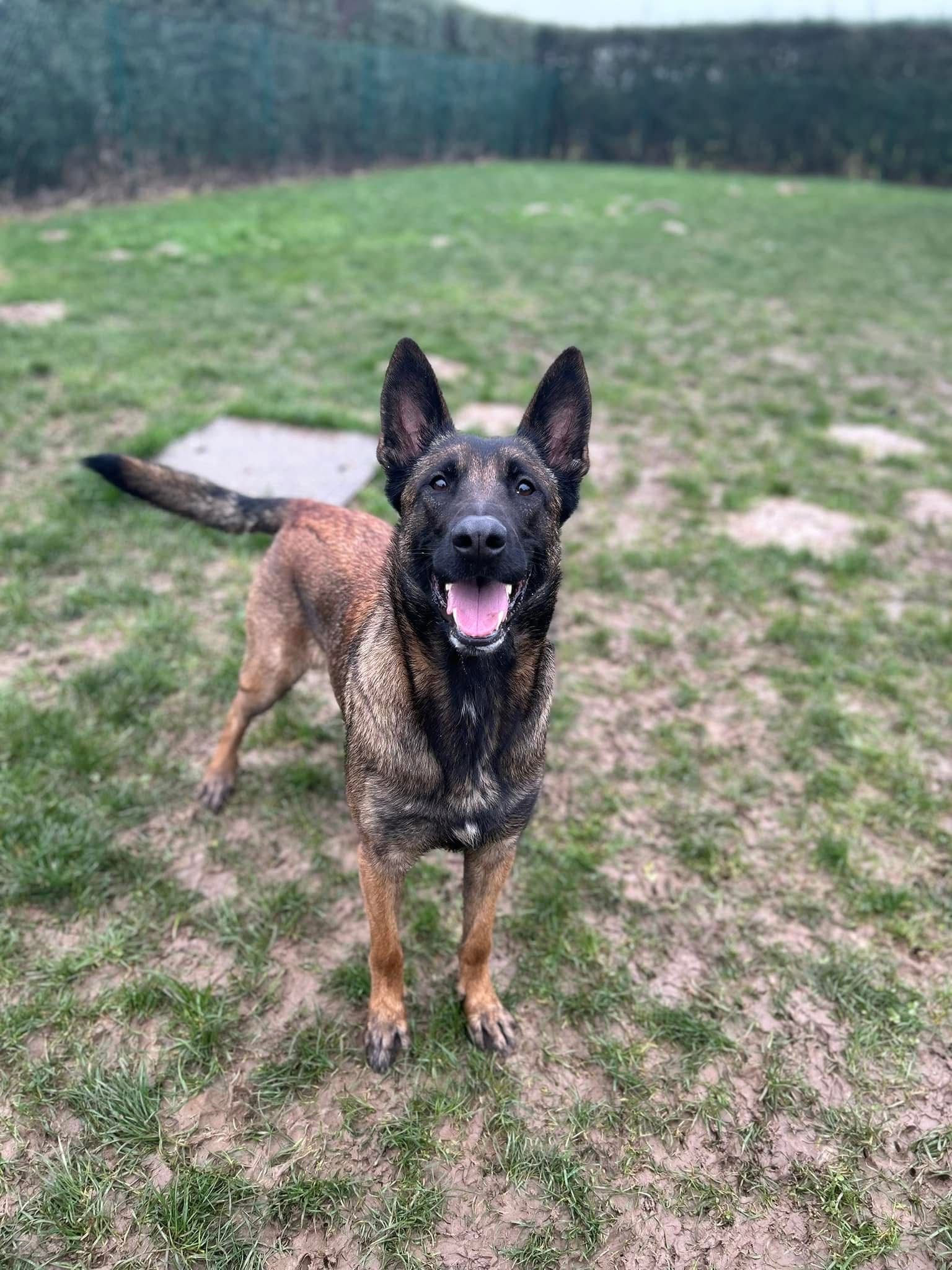 Xena, chien à l'adoption chez Sans Collier