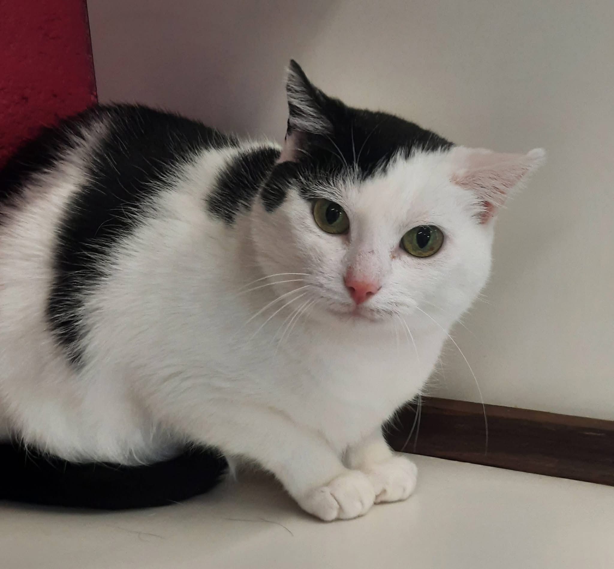 Madelaine, chat à l'adoption chez Sans Collier