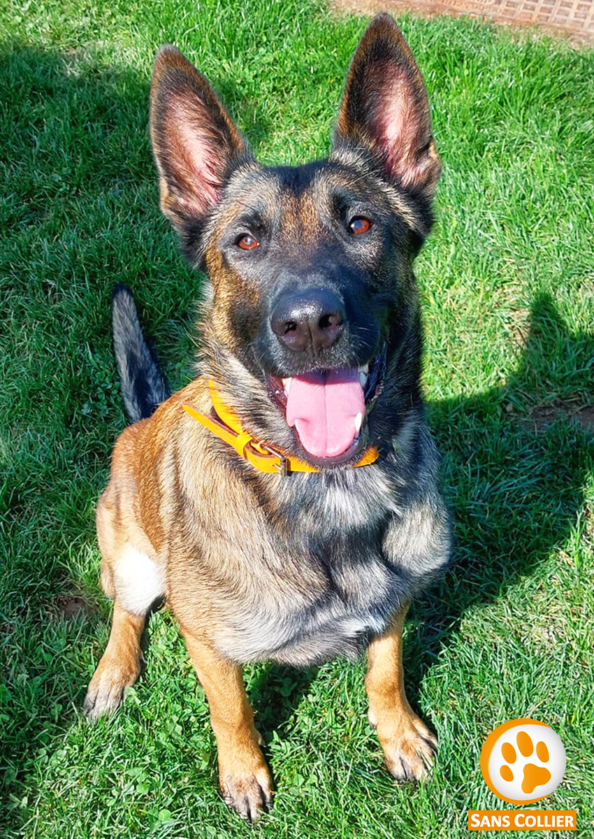Xena, chien à l'adoption chez Sans Collier