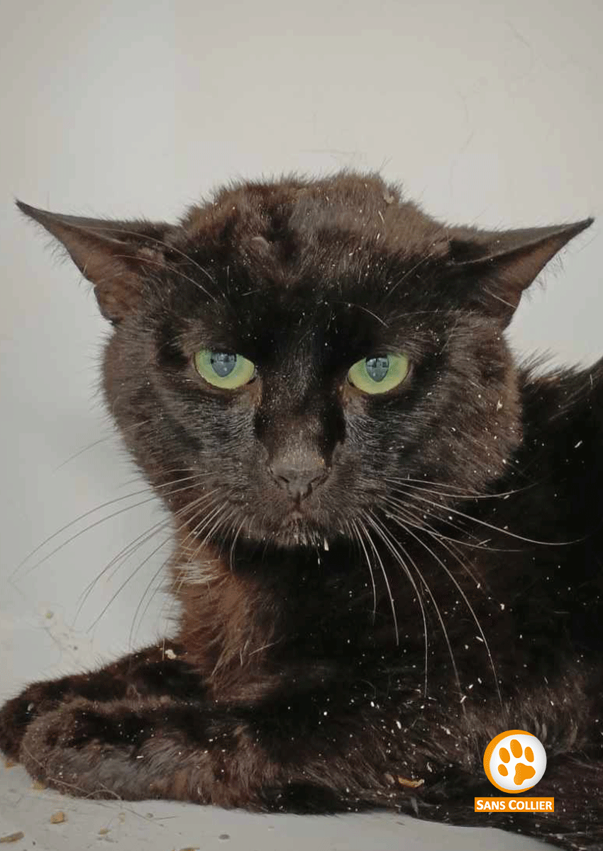 Zoro, chat à l'adoption chez Sans Collier
