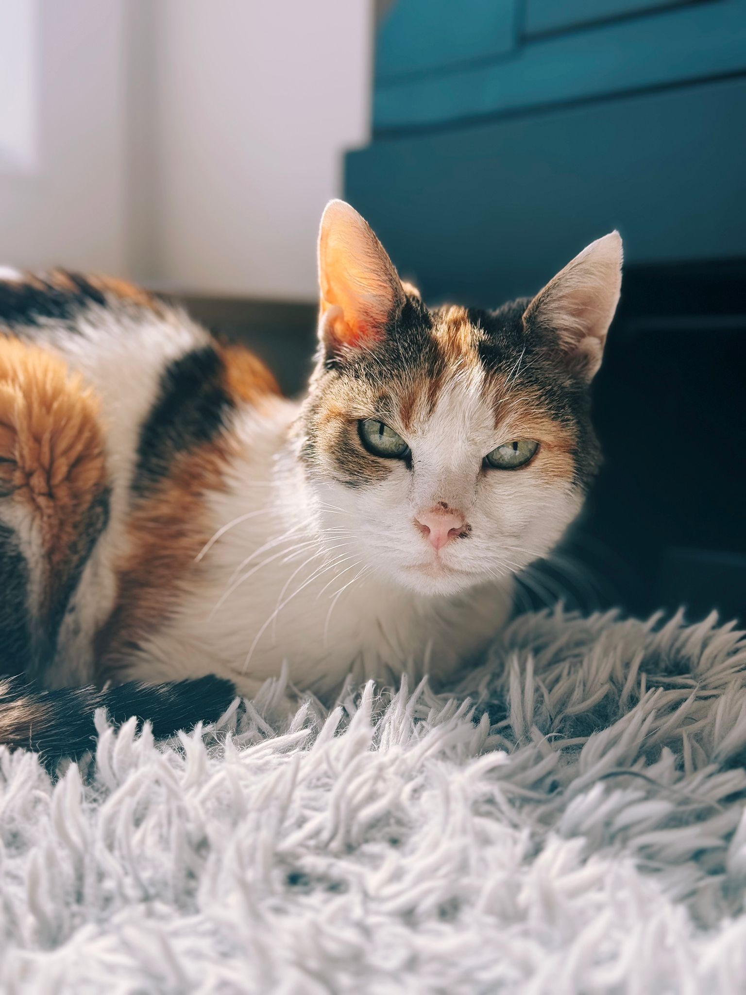 Lady, chat à l'adoption chez Sans Collier