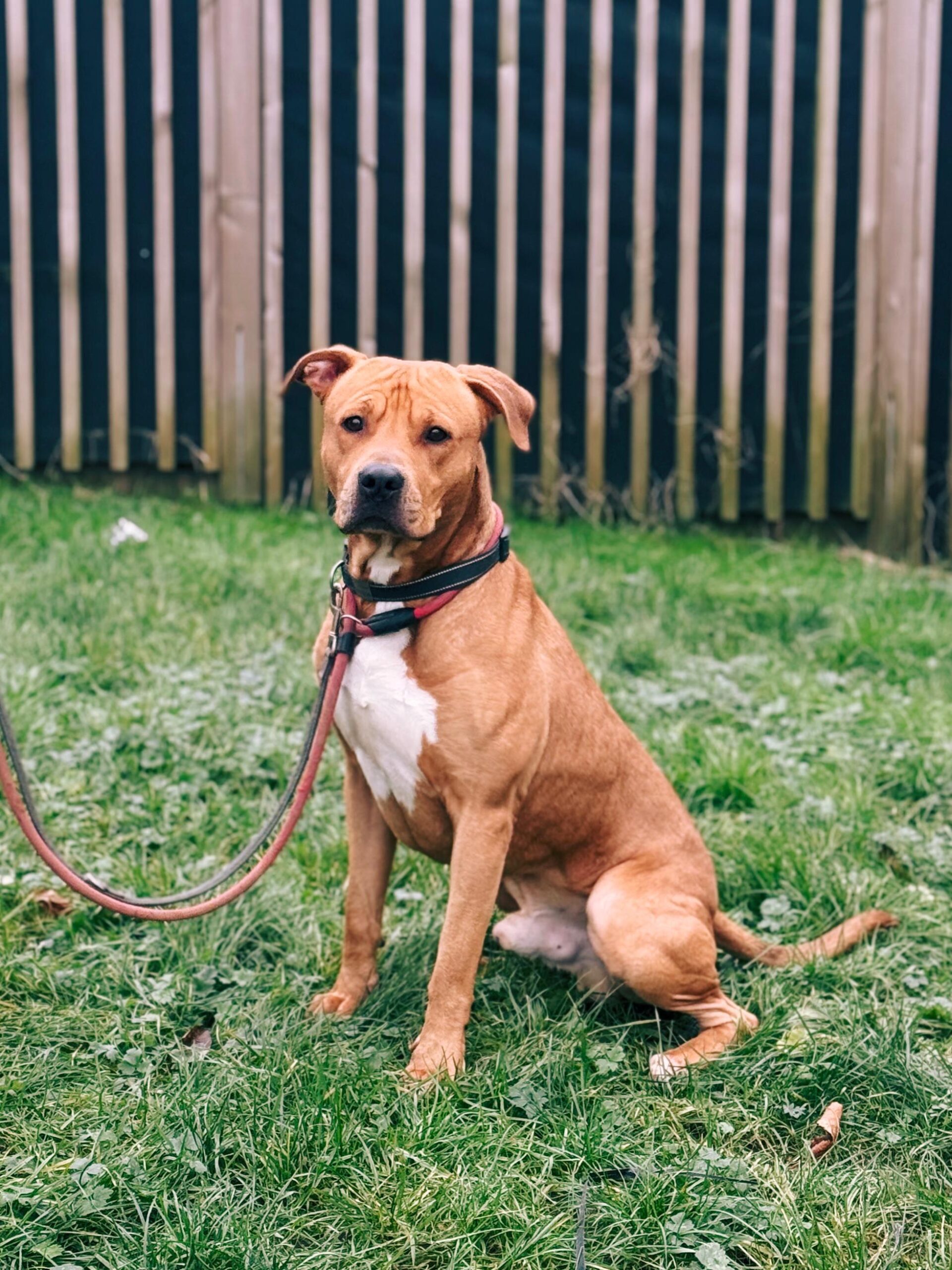 Scoobi, chien à l'adoption chez Sans Collier