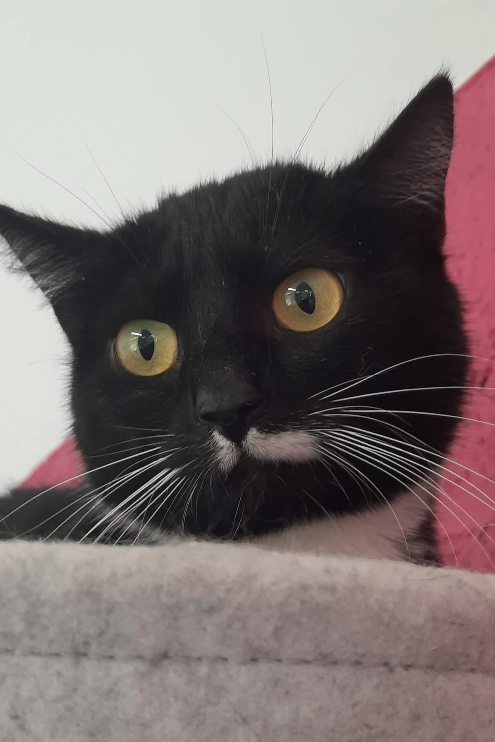 Espoir, chat à l'adoption chez Sans Collier