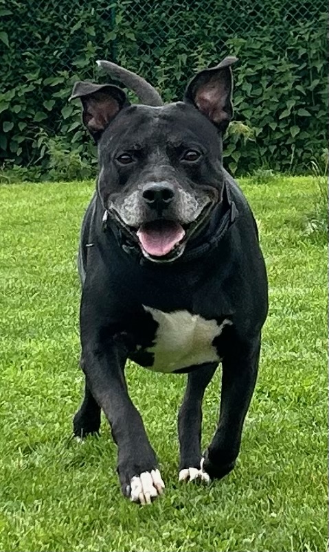 Roy, chien à l'adoption chez Sans Collier