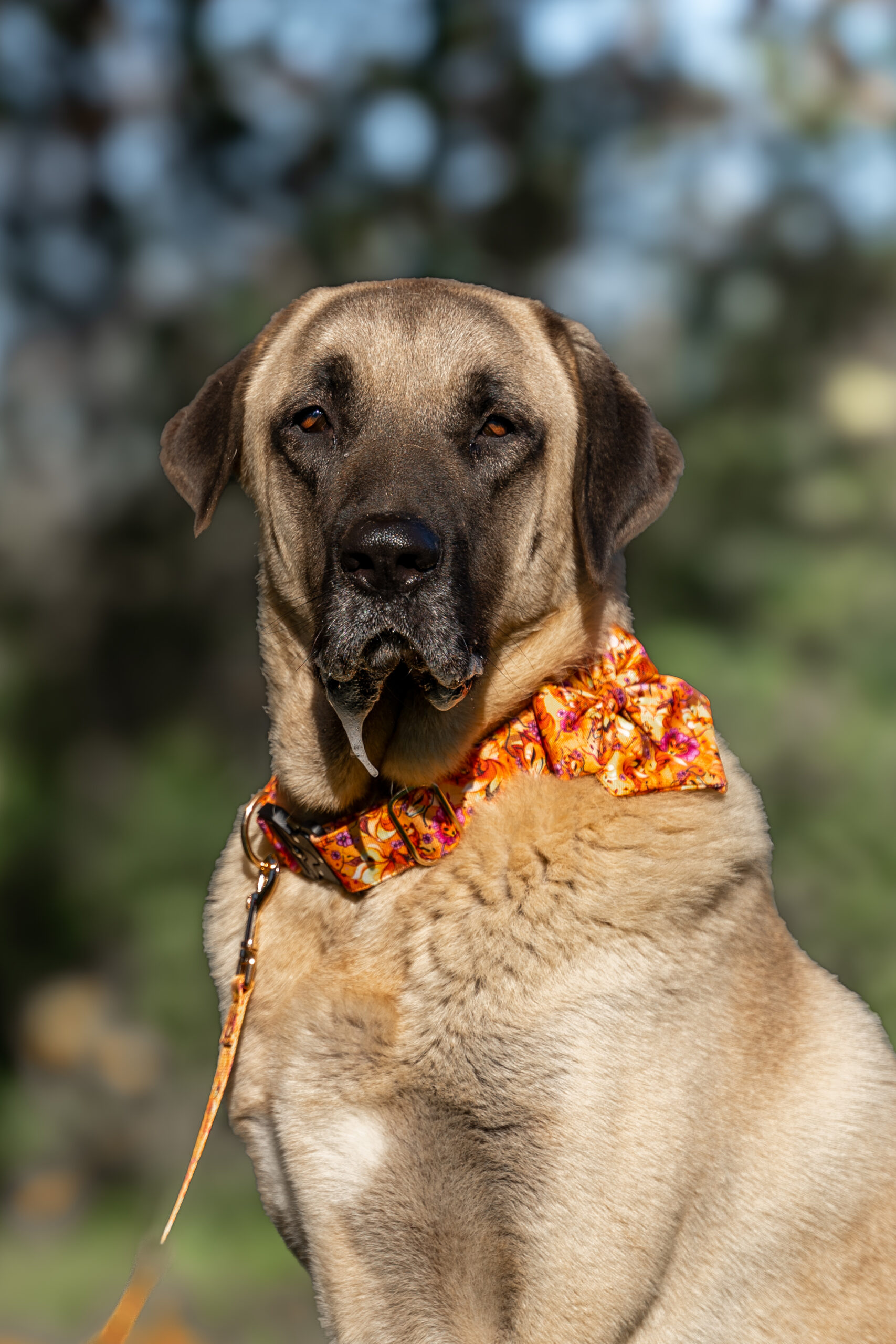 Locky, chien à l'adoption chez Sans Collier