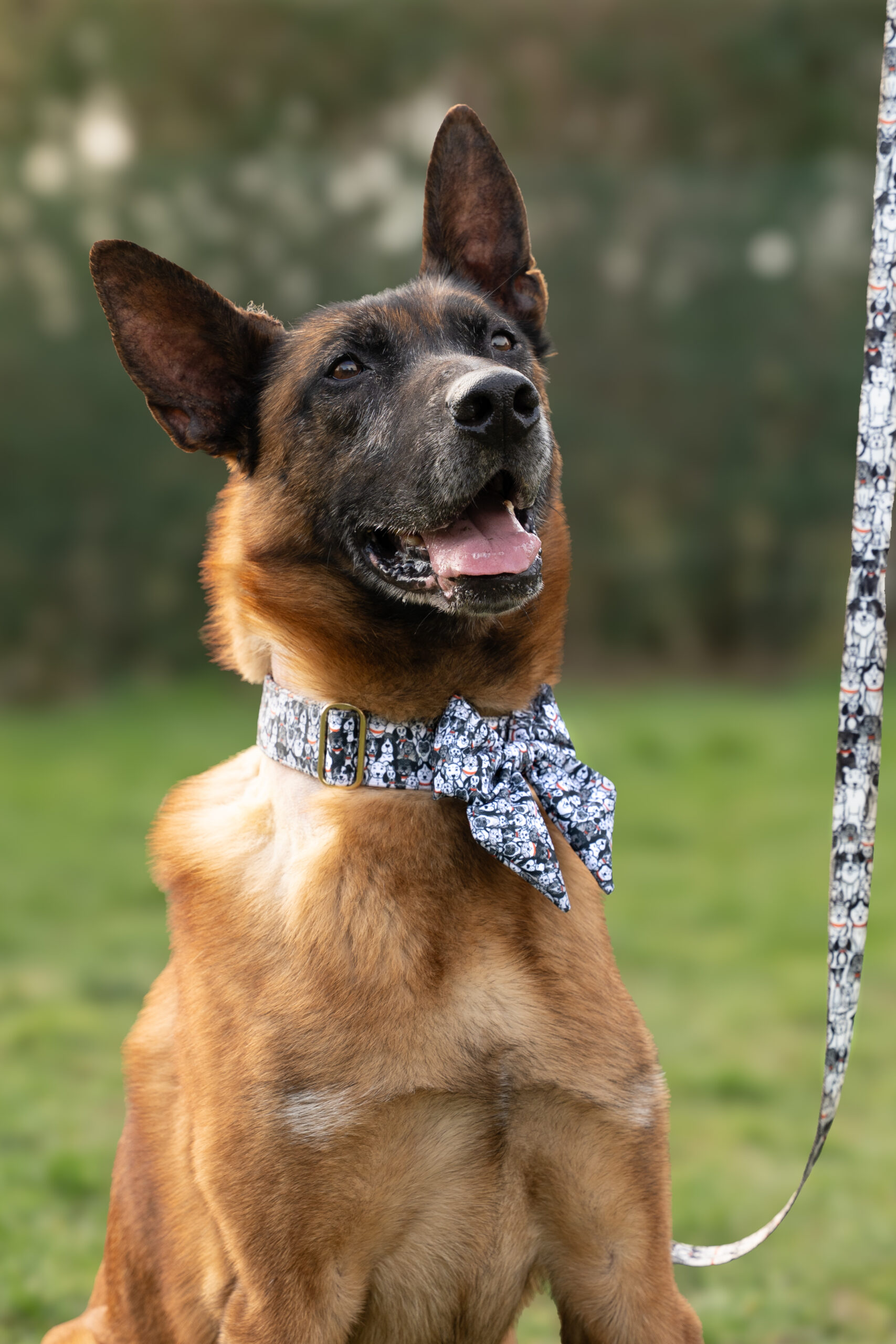 Snatch, chien à l'adoption chez Sans Collier