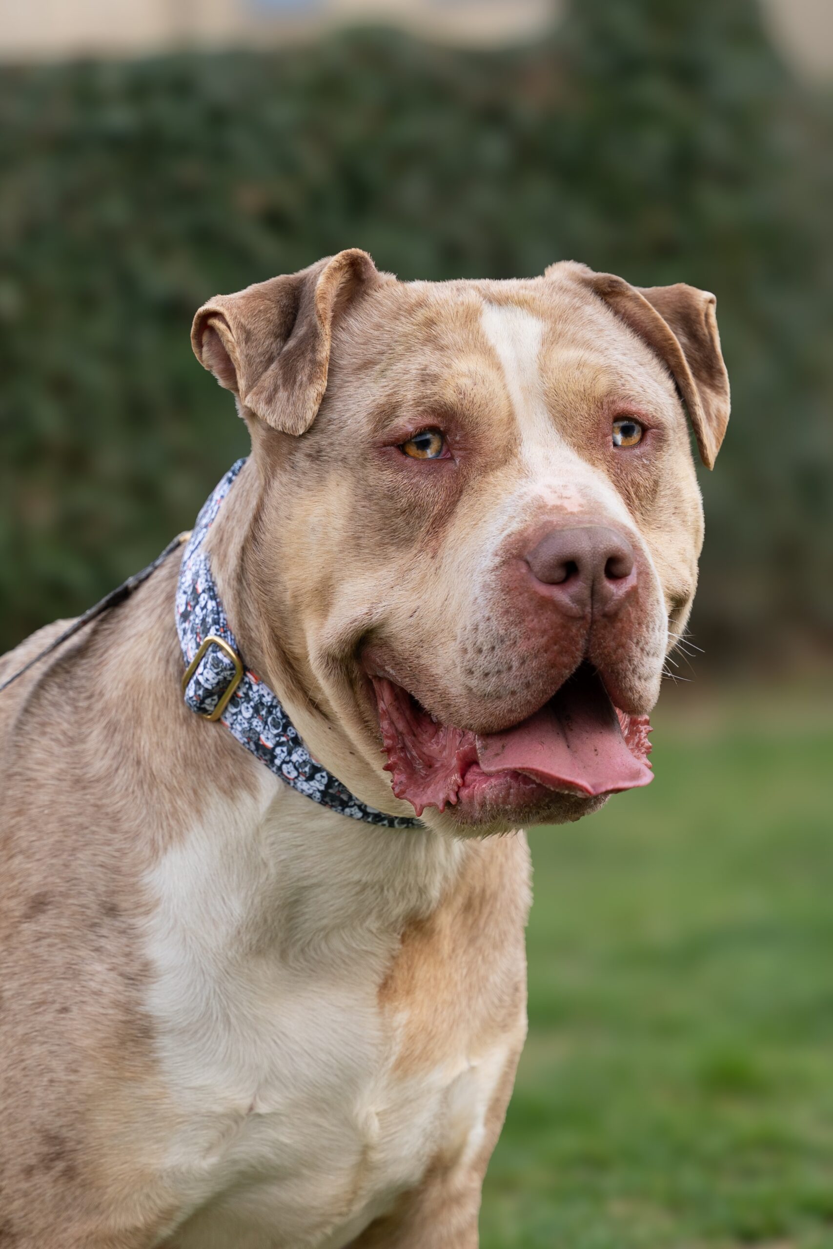 Toretto, chien à l'adoption chez Sans Collier