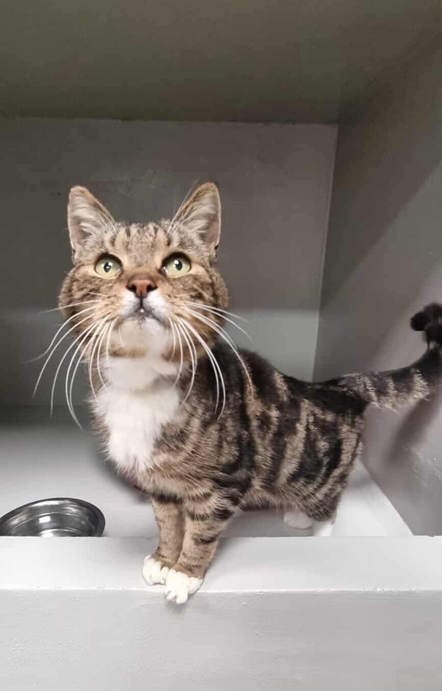 Jacky, chat à l'adoption chez Sans Collier