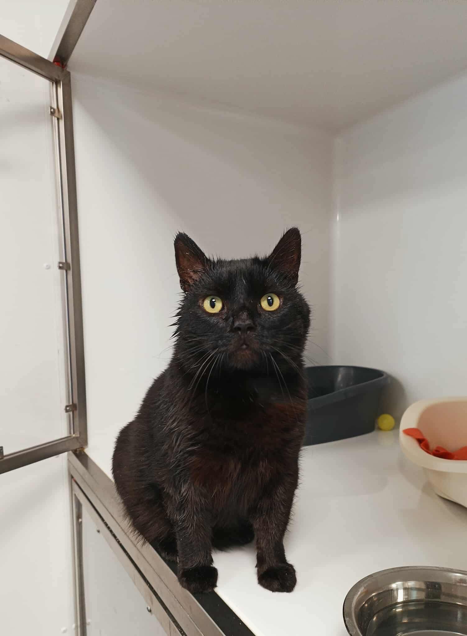 Papa Wamba, chat à l'adoption chez Sans Collier