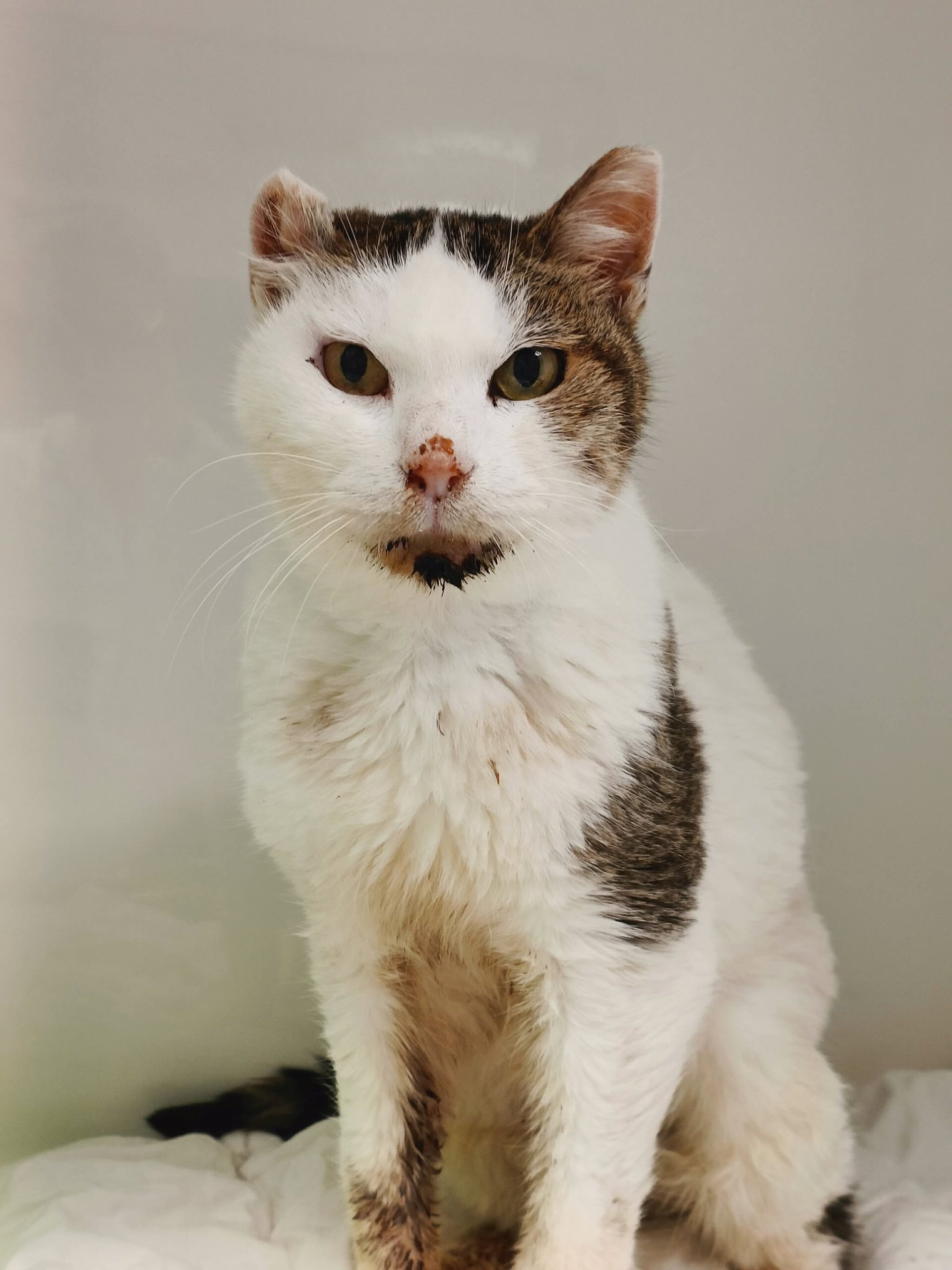 Kaimaki, chat à l'adoption chez Sans Collier