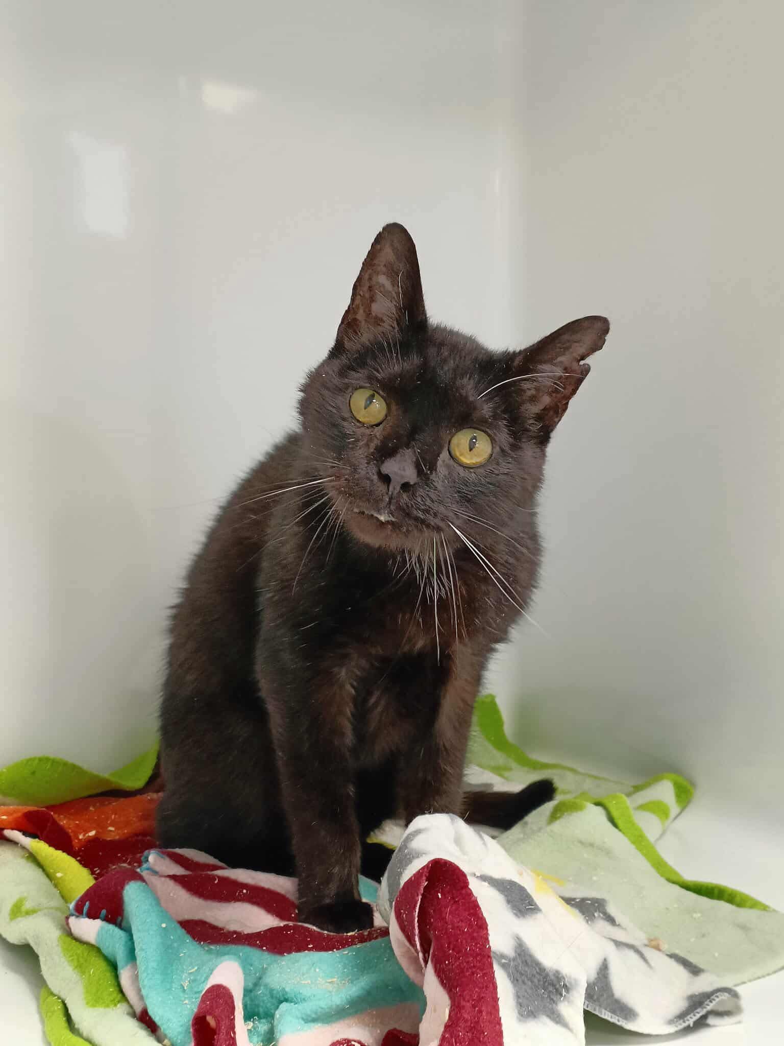 Straton, chat à l'adoption chez Sans Collier