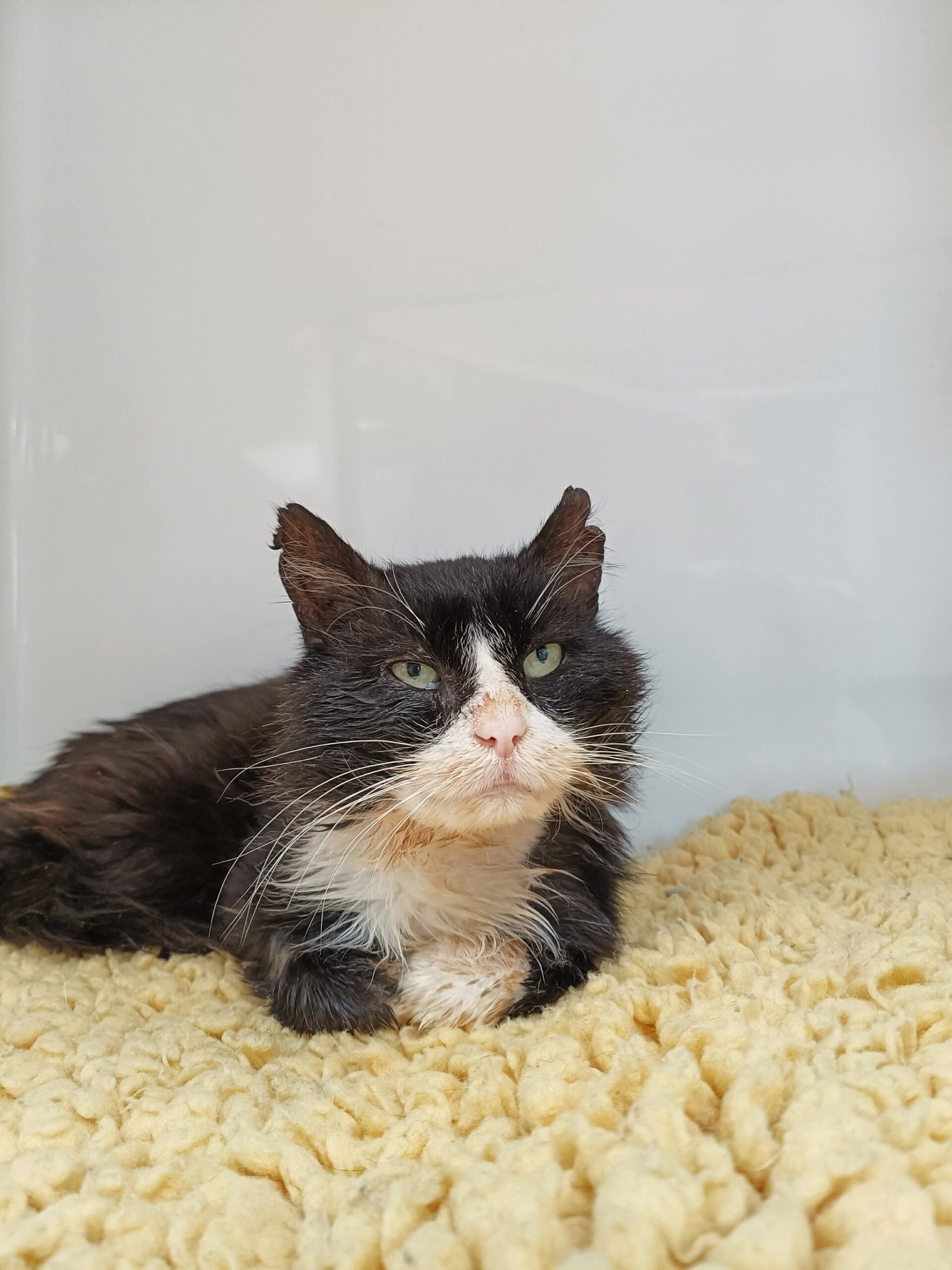 Oscar, chat à l'adoption chez Sans Collier