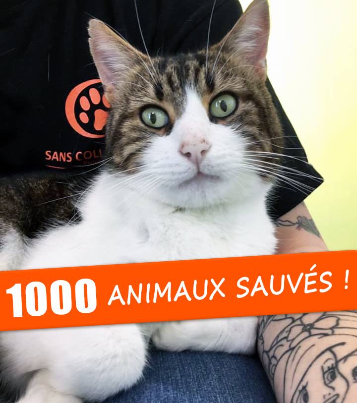 1000 animaux sauvés