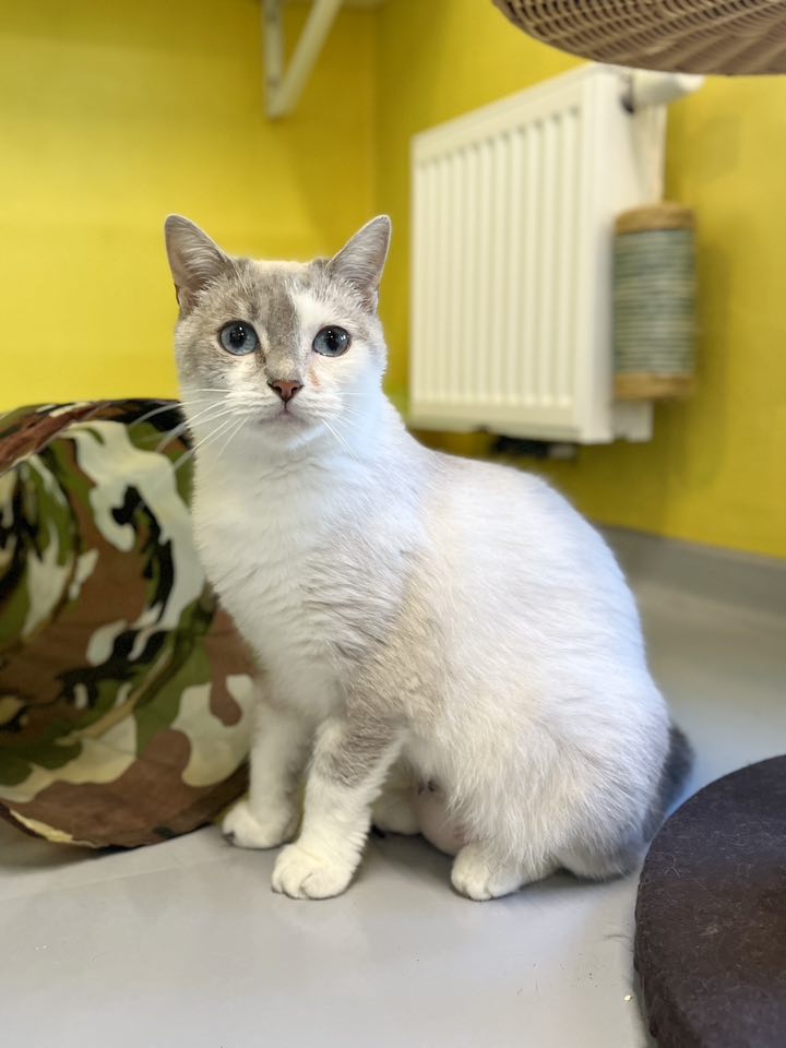 Mochi, chat à l'adoption chez Sans Collier