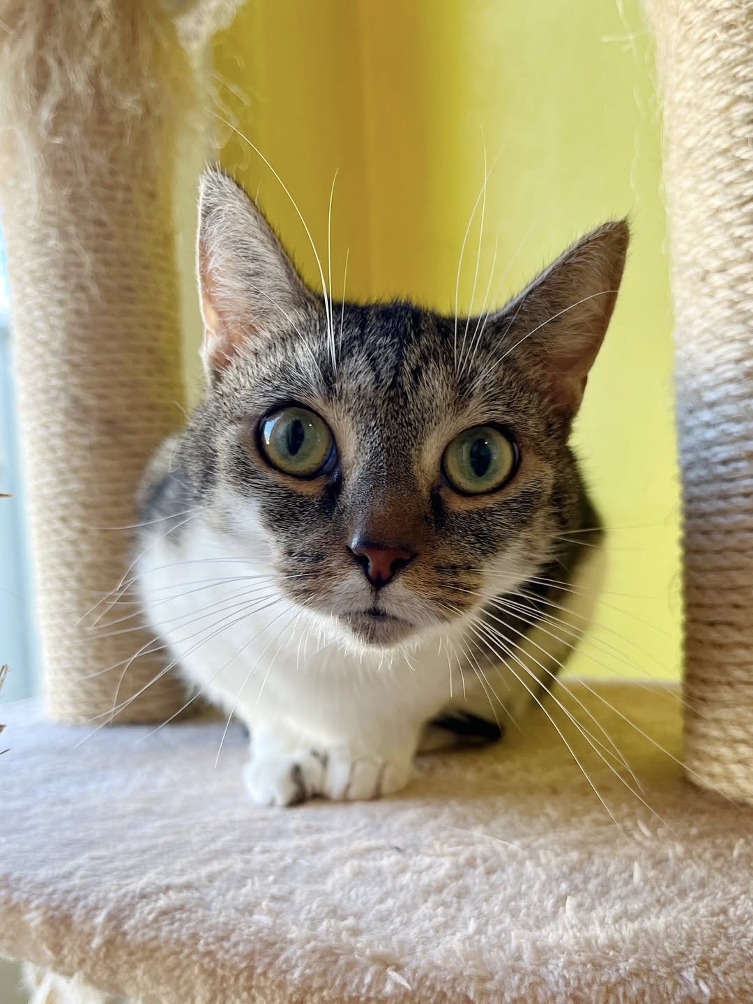 Nala, chat à l'adoption chez Sans Collier