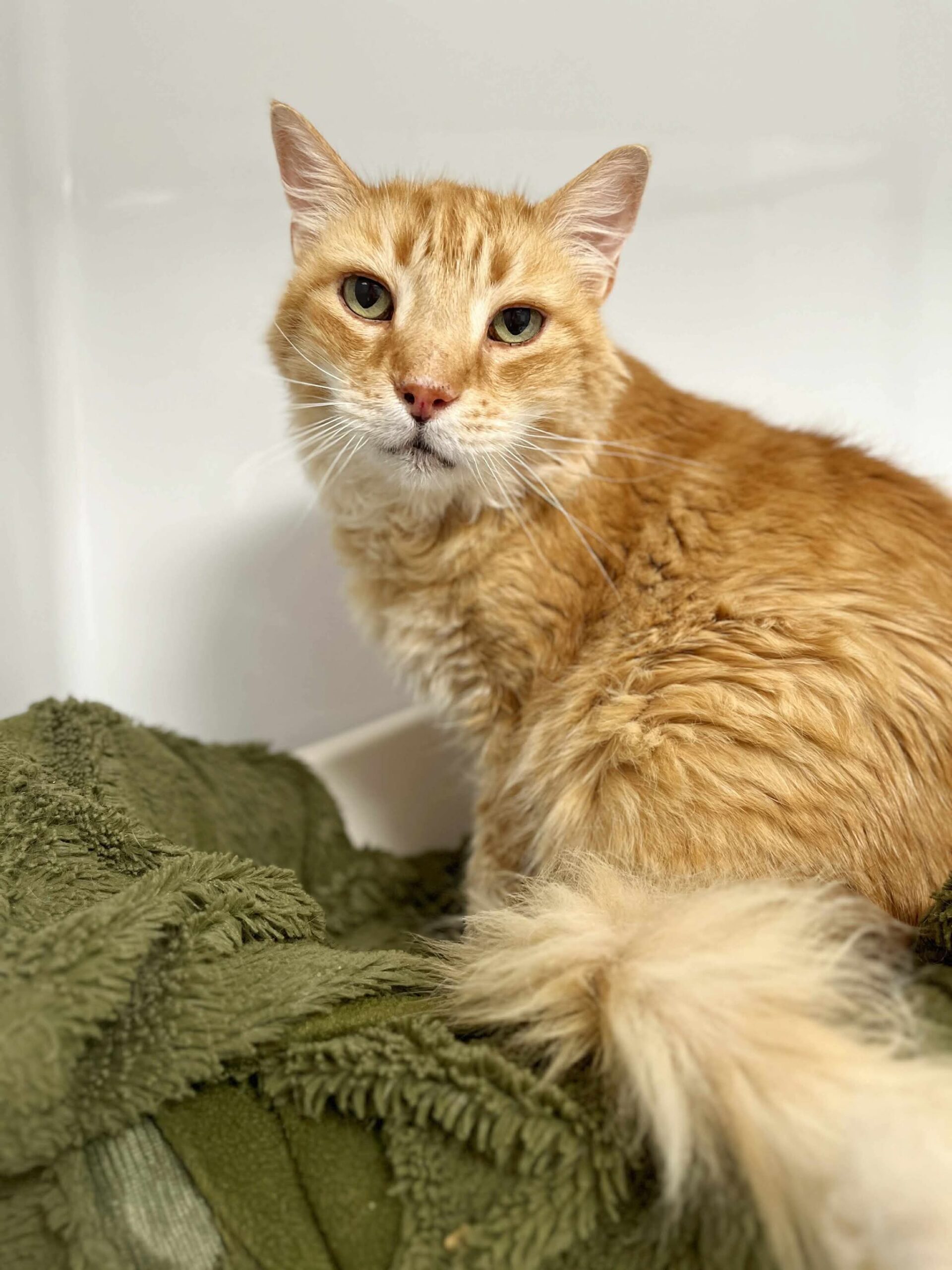 Tigrou, chat à l'adoption chez Sans Collier