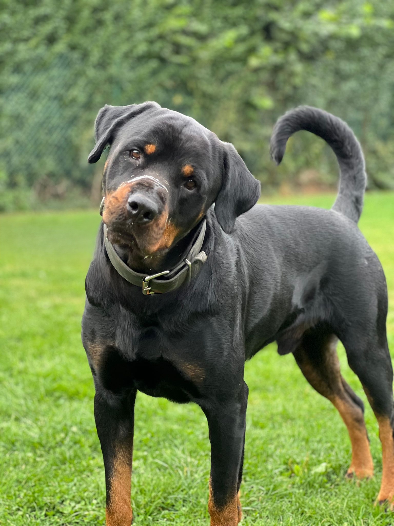 Koda, chien à l'adoption chez Sans Collier