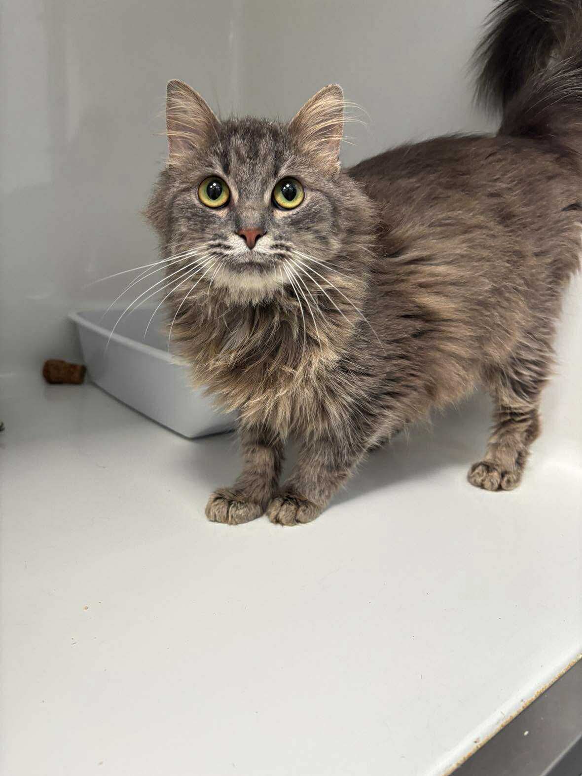 Boo, chat à l'adoption chez Sans Collier