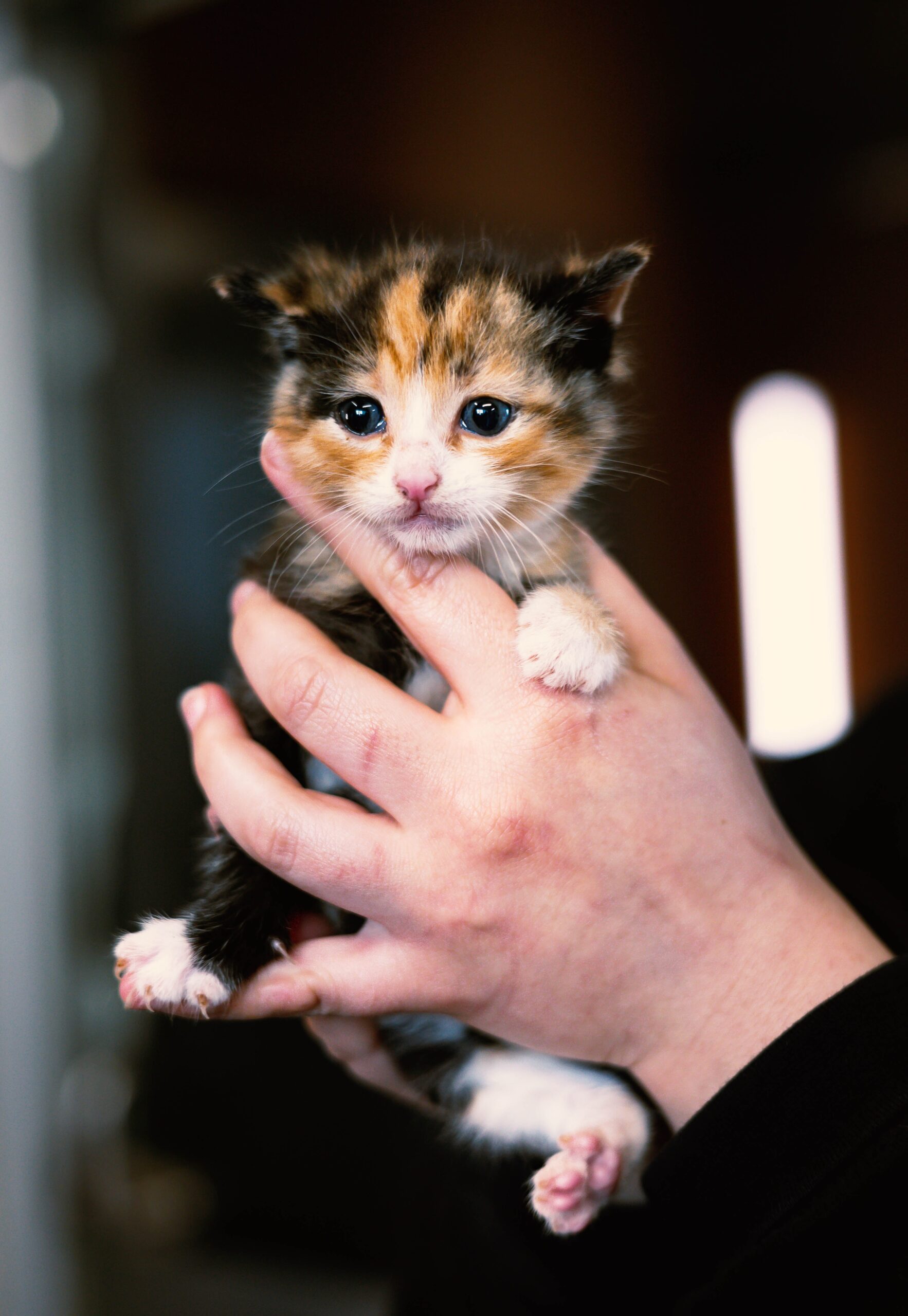 Sans Collier s'agrandît et double la capacité de prise en charge chats
