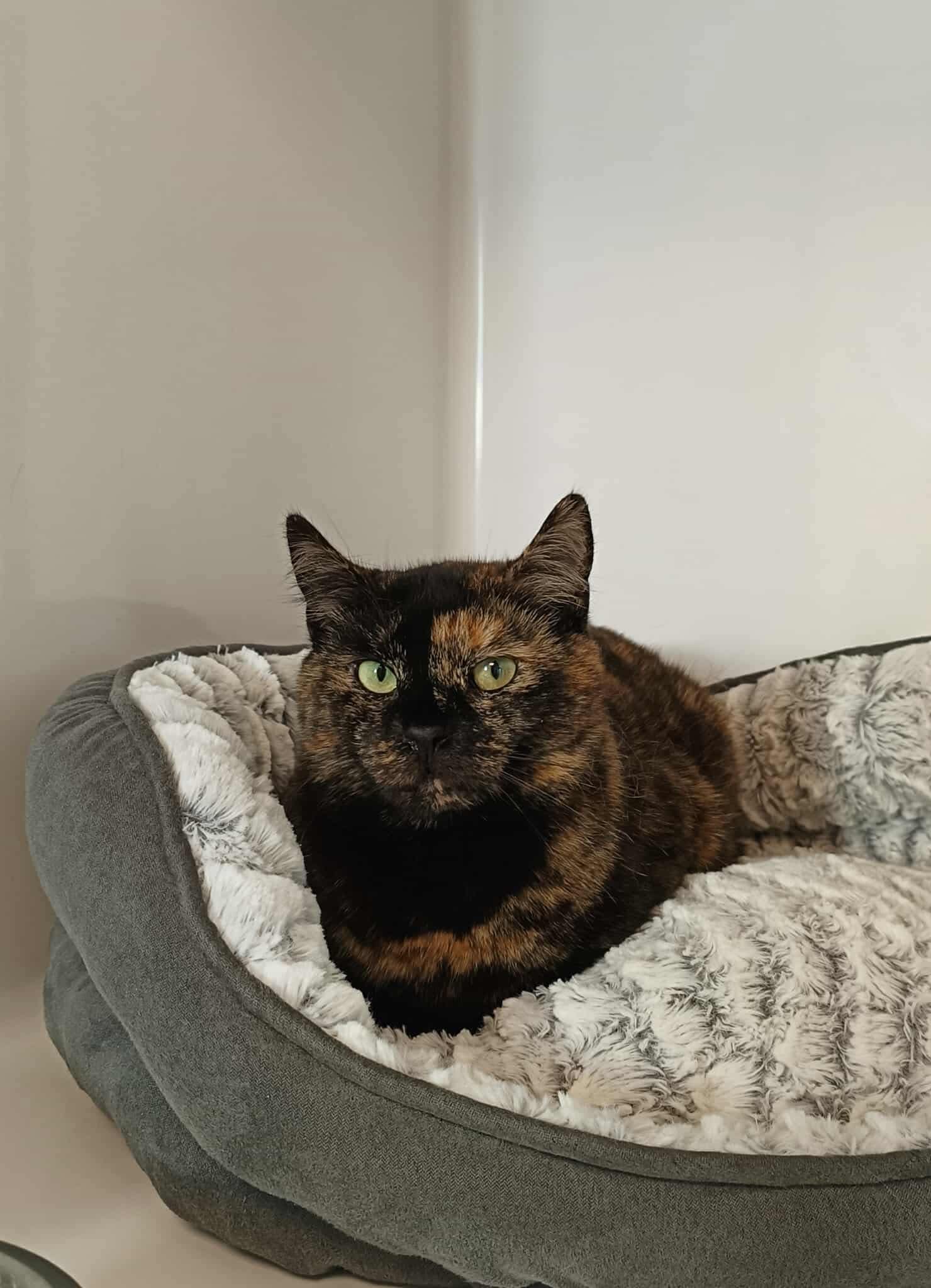 Bella, chat à l'adoption chez Sans Collier