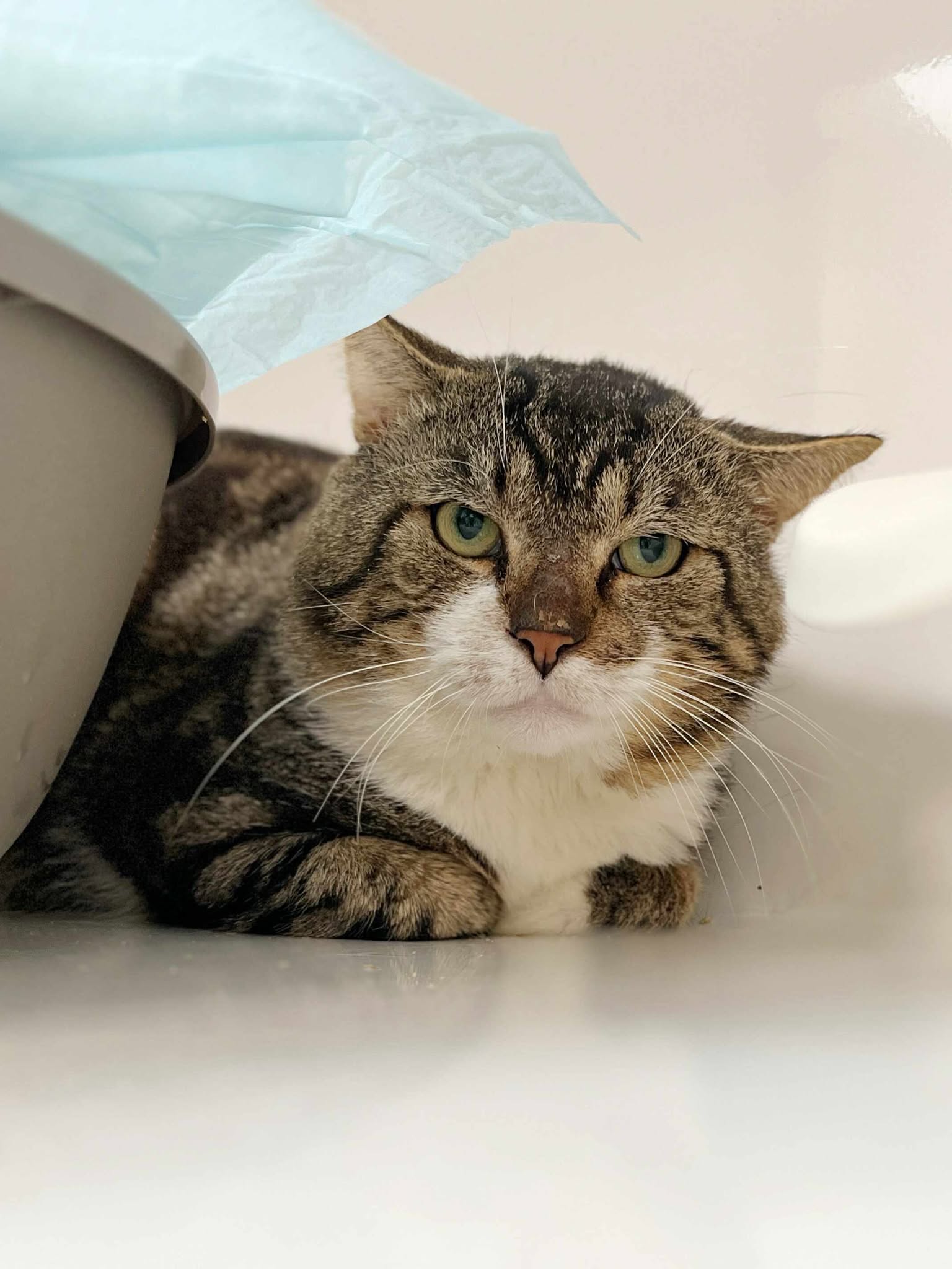 Grumpy, chat à l'adoption chez Sans Collier