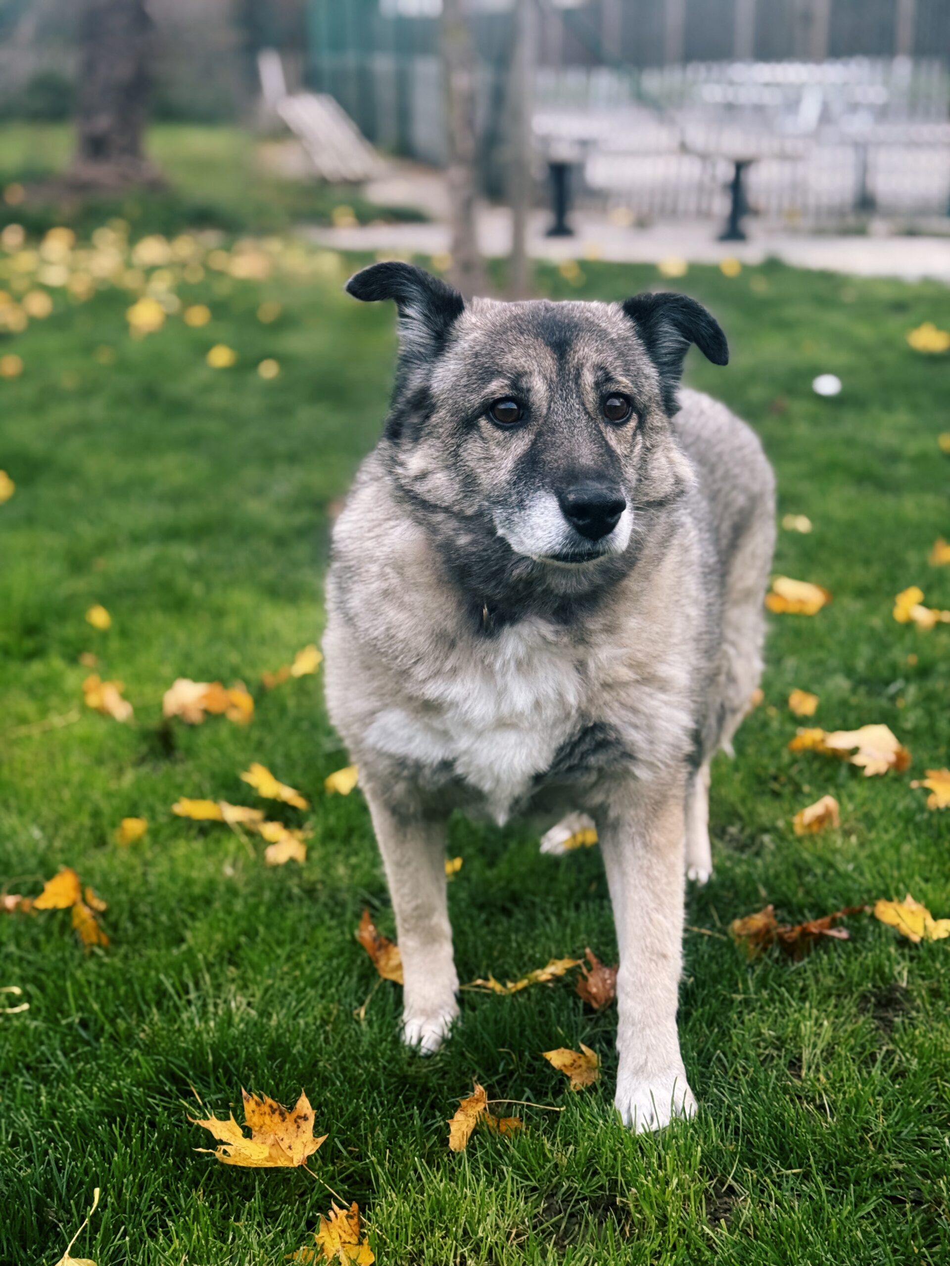 Kaly, chien à l'adoption chez Sans Collier