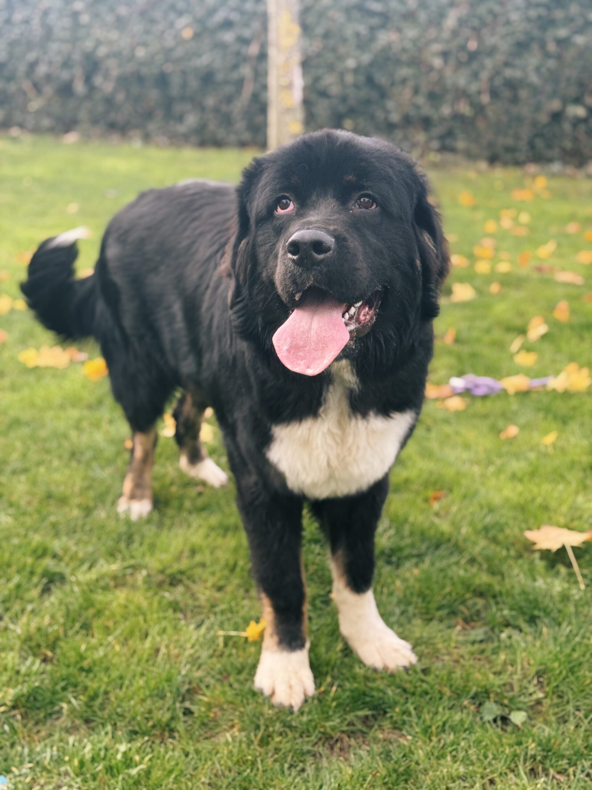 Athos, chien à l'adoption chez Sans Collier
