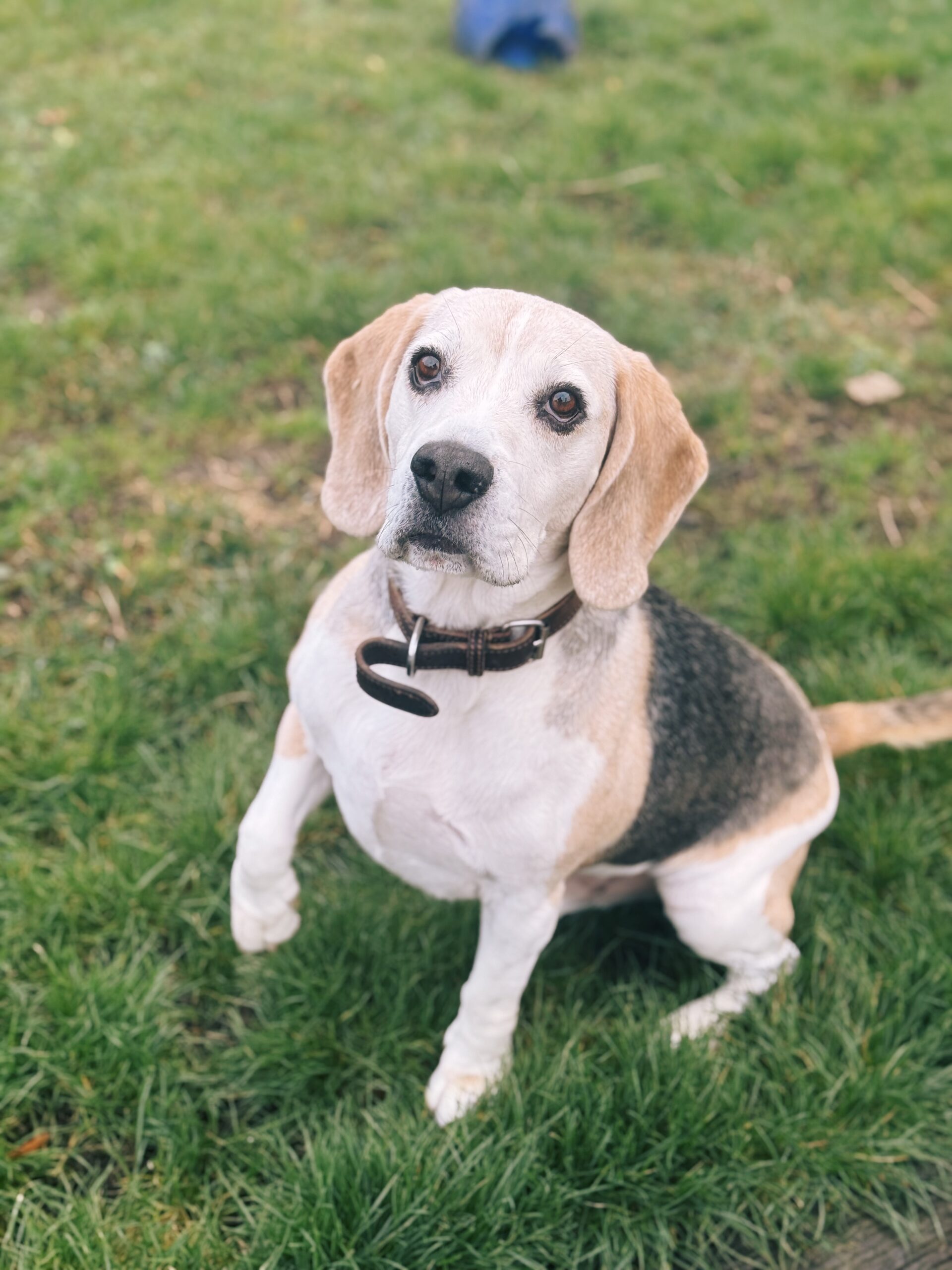 Edgard, chien à l'adoption chez Sans Collier