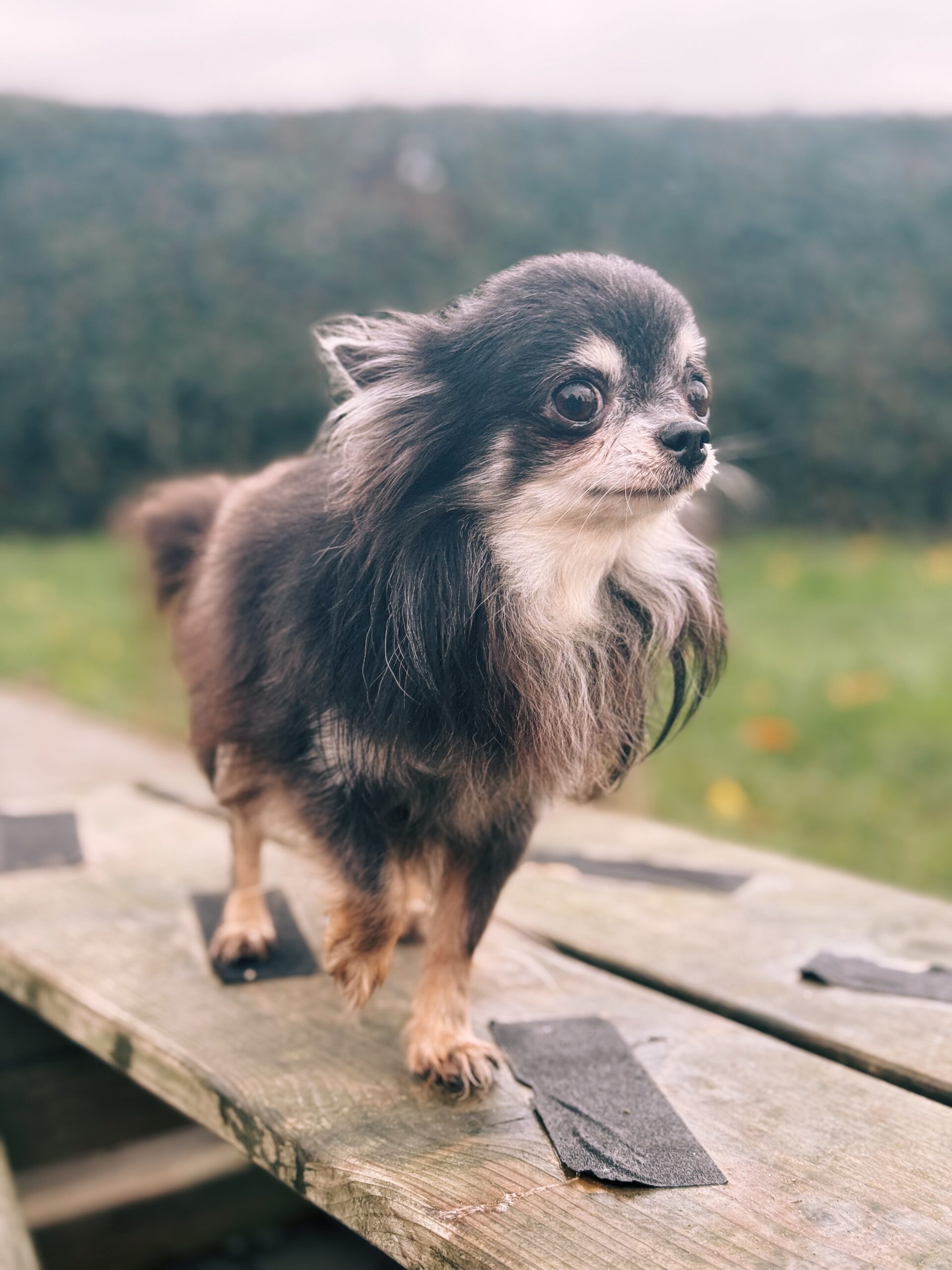 Oscar, chien à l'adoption chez Sans Collier